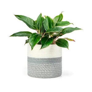 New Small Decorative Woven Rope Plant Basket Gray & White
